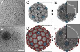 It is capabale of mutating more naturally when compared with dna group of virus, due to lack of proof reading property in the enzyme which copies it's genome called. Cryo Em Structure And In Vitro Dna Packaging Of A Thermophilic Virus With Supersized T 7 Capsids Pnas