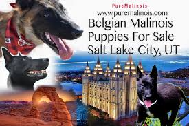 These adults are selected to meet our high standards for superior. Belgian Malinois Breeders In Salt Lake City Utah Pure Malinois