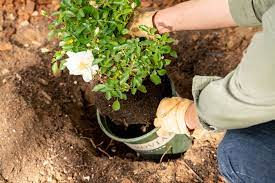 They retain moisture, control erosion, and provide habitat for pollinators like bees and butterflies. How To Plant Roses