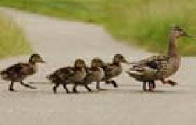 Rise baby ducks are not about knowing what do baby ducks eat only but you should also watch on other factors. Ducklings Season Vetwest Animal Hospitals