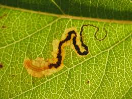 Image result for Stigmella malella