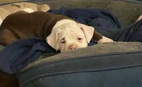 North Florida Alapaha's legði út...