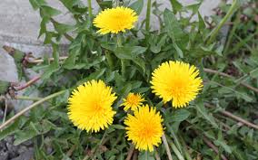 The seed pods turn black at maturity. How To Get Rid Of Broadleaf Weeds Kings Plant Doctor
