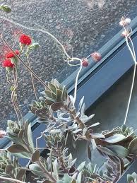 Image result for Kleinia fulgens