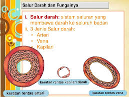 Latihan bab 2 sains tingkatan 3. 2 1 Sistem Pengangkutan Dalam Manusia