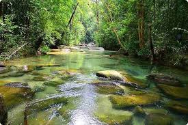 Lentang Forest Recreational Park Pahang State Nature Photography Trees Nature Nature Pictures