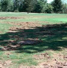 In addition, spring rains can easily wash away a treatment. White Grub Control In Turfgrass Wisconsin Horticulture