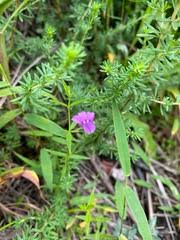 Image result for Monopsis stellarioides