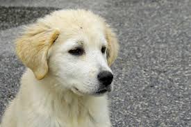 In most english speaking countries the dog is known as the maremma sheepdog. Il Pastore Maremmano Se Lo Adotto In Canile Dogsportal It Blog Cinofilo
