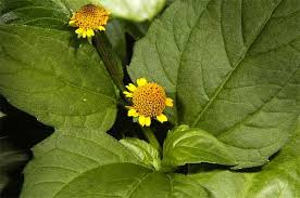 Image result for Acmella