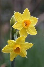 Highdown Gardens Worthing Dwarf Narcissi Beautiful Flowers Spring Flowers Amazing Flowers