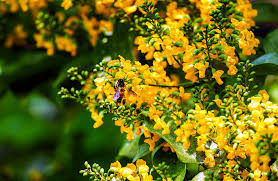 The yellow apricot flower (hoa mai) is a perennial, flowering plant that blooms from early spring to summer. Yellow Blossoms Glow In Central Vietnam Vnexpress International