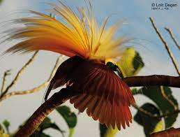 Hilarious Video Attenborough Interrupted By Bird Of Paradise Focusing On Wildlife Greater Bird Of Paradise Birds Of Paradise Bird