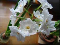 Most hyacinths need a chill to bloom, so they do best in areas where winter temperatures are consistently in the 30s. Winter Gardening Forcing Bulbs Indoors Julie Moir Messervy Design Studio