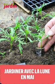 Jardiner Avec La Lune En Mai 2020 Permaculture Garden Plants