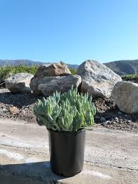 Image result for Senecio