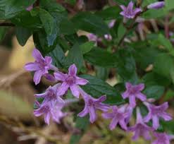 Image result for Cryptolepis oblongifolia