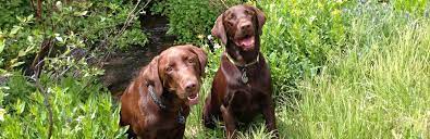 She is good with cats and dogs. Safe Harbor Lab Rescue Rehoming Labs With Good People Denver
