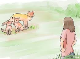 How to stop foxes coming in your garden. 4 Ways To Deter Foxes Wikihow