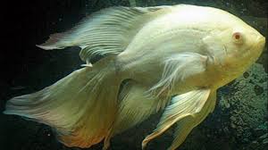 Ikan Oscar Harga Jenis Cara Budidaya Dan Cara Merawat