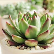 The best plant identification app. How To Identify Different Types Of Succulents Part I Echeveria Sempe Succulents Box