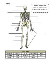 Loose Shoelaces No Bones About It Skeletal System Worksheet Skeletal System Skeletal System Activities