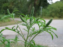 Englisch » deutsch deutsch » englisch. Common Ragweed Neobiota Luxembourg Inaturalist