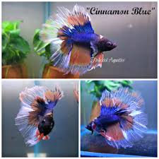 Stunning Doubletail Halfmoon Available For Sale At Www Fishchick Com Au Betta Fish Betta Fish Pet