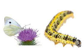 These are completely harmless and won't sting you. Guide To Common Caterpillars Country Life