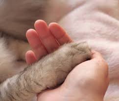 It can depend on the type of animal (cat, dog, etc.), the size and weight of the animal, and the place where the euthanasia takes place. Euthanasia Your Head Says One Thing But Your Heart Says Another