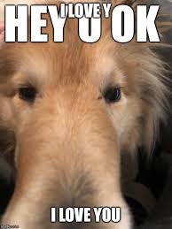 Pin By Vanessa On Memesss Cant Help Falling In Love Funny Images Haha Funny