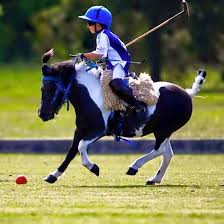 Close of people looking on from stands3. They Start Really Young In Argentina And Sir Thomas Fremantl Polo Horse Cute Horses Polo Pony