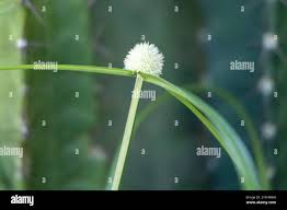 Image result for Kyllinga erecta
