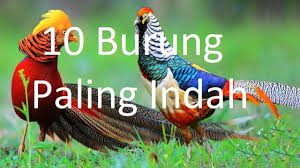 Banyak karya yang di hasilkan oleh orang ada yang. 10 Burung Paling Indah Di Dunia Youtube