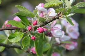 Maybe you would like to learn more about one of these? Abundant Apple Blossom Still Life And Silence