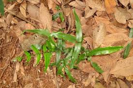 Image result for Lindsaea ensifolia