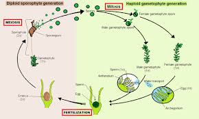 (c) alternation of generation in angiosperm. Bryophyte Wikipedia