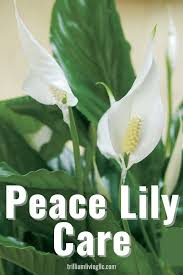 We did not find results for: Peace Lily Easy To Grow Indoors Trillium Living Peace Lily Care Peace Lily Plants