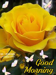 Rose yellow good morning images hd. 51 Good Morning Wishes With Rose Morning Greetings Morning Quotes And Wishes Images