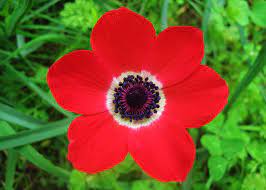 Anemone Pavonina Kalderimi To Platsa Flower Pictures Anemone Flowers