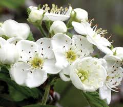 Image result for Hawthorn