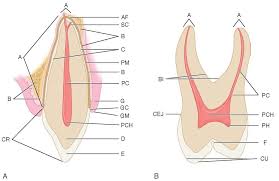 Introduction To Dental Anatomy Dental Anatomy Physiology