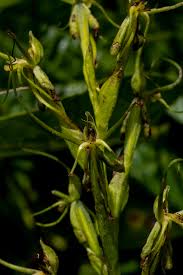 Image result for Habenaria clavata