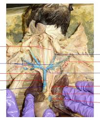 There is no common iliac artery in cat. Cat Dissection Images
