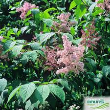 Image result for Syringa prestoniae