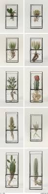 Succulent plants include golden barrel cactus (echinocactus grusonii, usda zones 9 through 11), which stores water in its stem, and coral aloe. Foxinthepine Com Plants Indoor Plants Succulent Wall Art