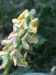 Image result for Crotalaria pallidicaulis