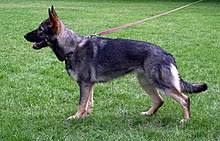 Der deutsche schäferhund strongheart wurde als tierdarsteller in hollywood bekannt und bekam sogar einen eigen stern auf dem walk of fame. Deutscher Schaferhund Wikipedia