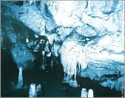 Image result for organisms and their environment