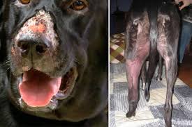 When they stick together, they look like tiny white flakes on dog's fur or skin. Alabama Rot Manchester Oakhill Veterinary Centre Preston Vets